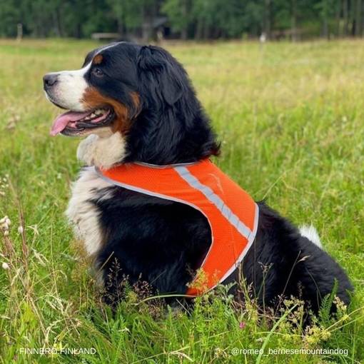 FinNero ATTE Attention Vest Koiraliivi Orange Mesh - Koiraliivit - 6438406007806 - 1