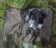 Blaser Dog Blanket Koiran Makuualusta - Muut koiratarvikkeet - 80410847 - 3