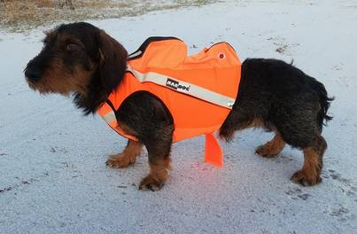 Kardog Alma GPS-Huomioliivi - Koiraliivit - ALMA - 1