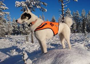 Kardog JERI Kelluttava GPS-Huomioliivi - Koiraliivit - JERI - 1