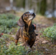 Tracker Bark Koiran Paikannuslaite - Koiratutkat - TRACKER-BARK - 2