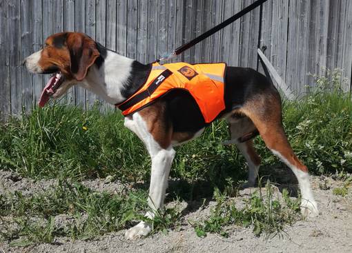 Kardog Rymy Huomioliivi - Koiraliivit - RYMY - 1